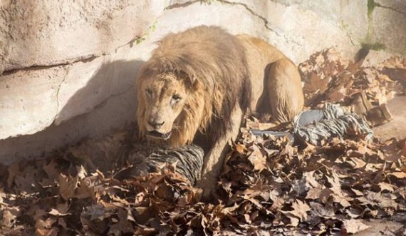 Katër luanë në kopshtin zoologjik dalin pozitivë në testin për Covid-19
