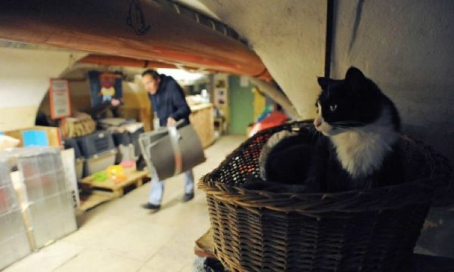 Francezi iu lë një pjesë të pasurisë maceve të muzeut