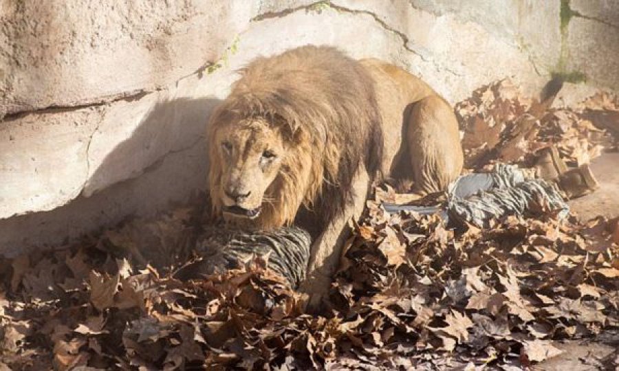 Katër luanë në kopshtin zoologjik dalin pozitivë në testin për Covid-19