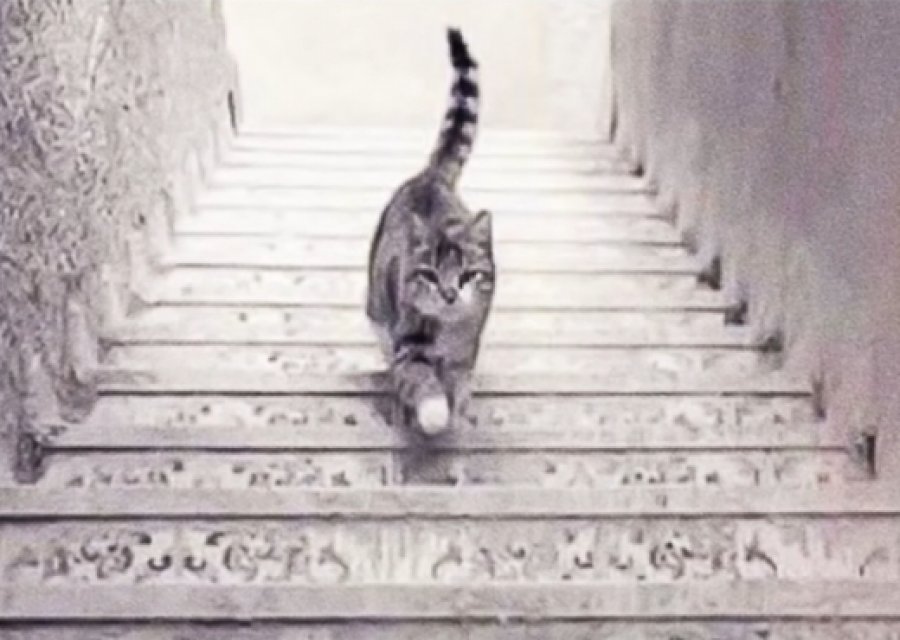 Macja po zbret apo po ngjit shkallët? Mënyra se si mendoni tregon këto detaje nga karakteri juaj