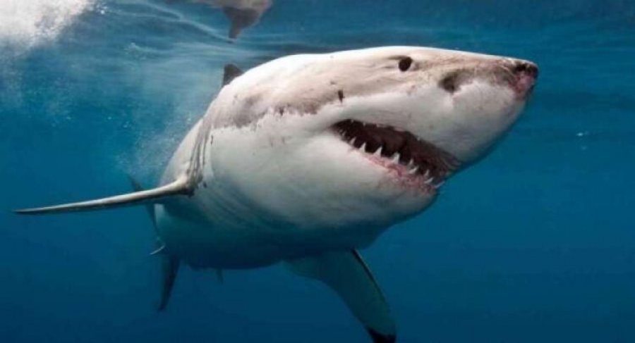 Peshkaqeni mbyt 38-vjeçaren në Karaibe, francezes ia këputi këmbën derisa po notonte në Saint Martin