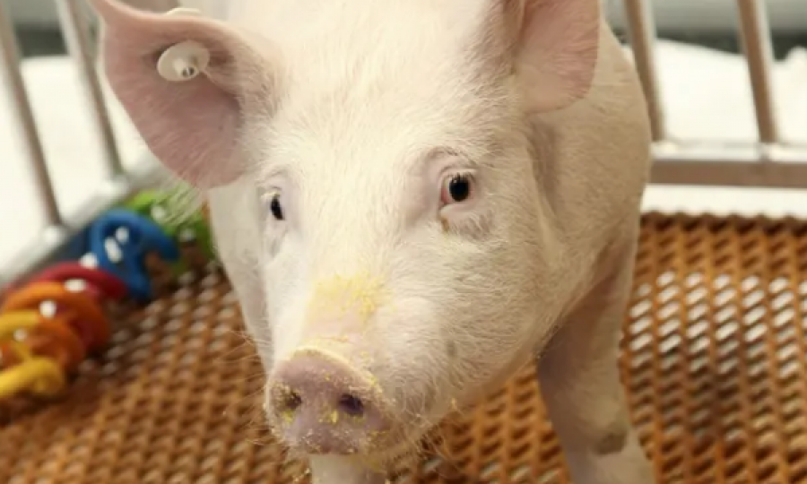 ShBA-ja miraton konsumimin e mishit të derrit të modifikuar gjenetikisht