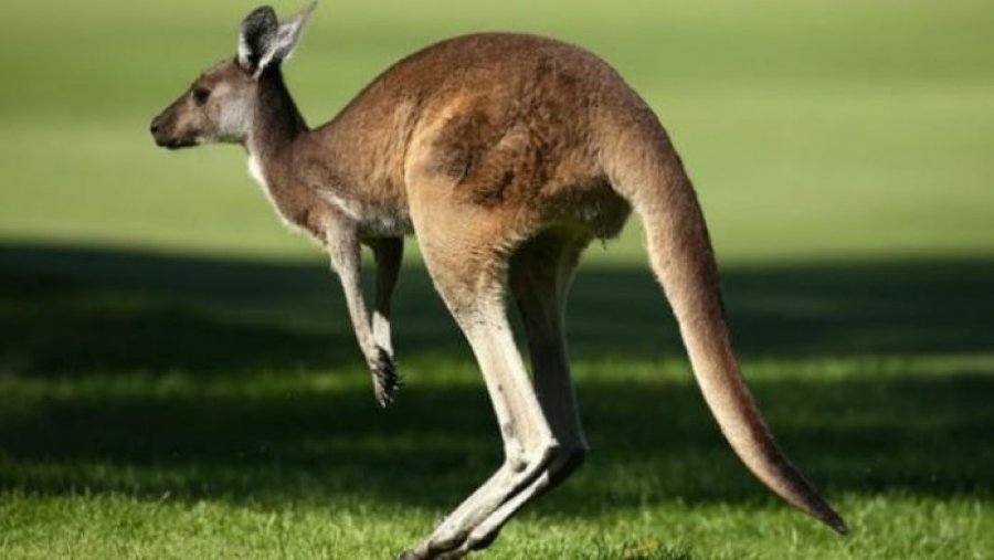 Befason ky studim i ri: Ja si kangurët ‘flasin’ me njerëzit