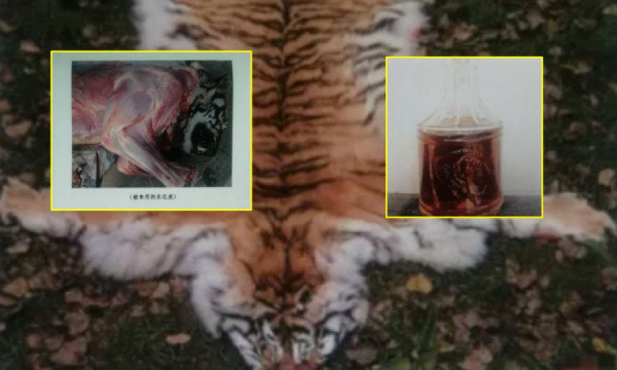 Një strehimore e kafshëve të egra akuzohet për prerje të tigrave 