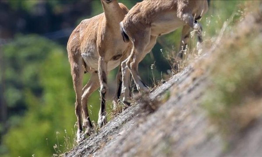  Portugalia po heton “masakrën” e 540 kafshëve të egra 