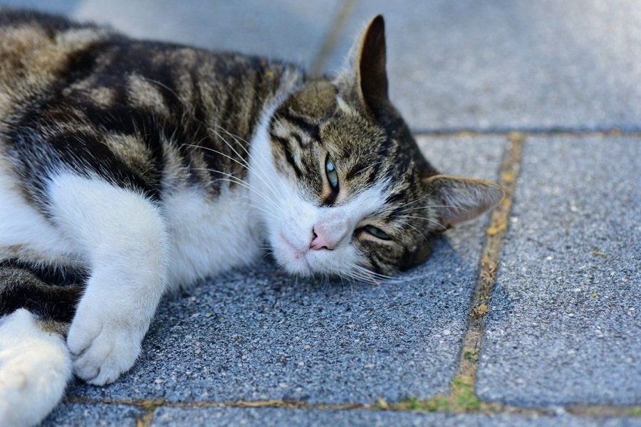  Macja e humbur prej pesë vjetësh rikthehet në shtëpi 