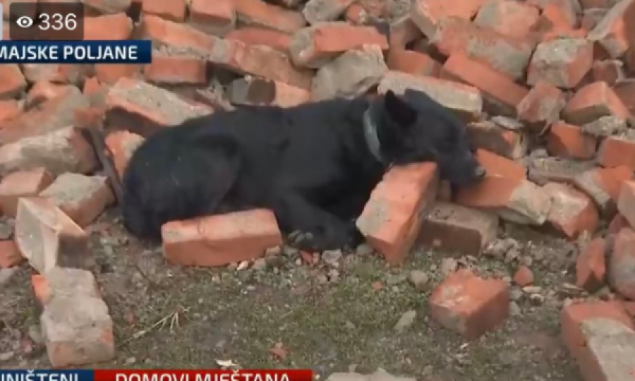 Pamje prekëse nga Kroacia, qeni vazhdon ta ruajë shtëpinë e rrënuar