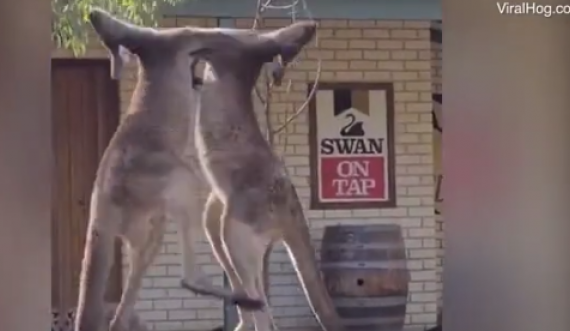 Video qesharake: Sherr mes dy kangurësh para një lokali