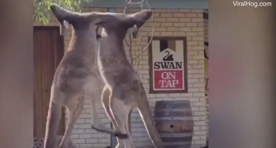 Video qesharake: Sherr mes dy kangurësh para një lokali