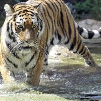 Tigri vret gruan në kopshtin zoologjik në Zvicër