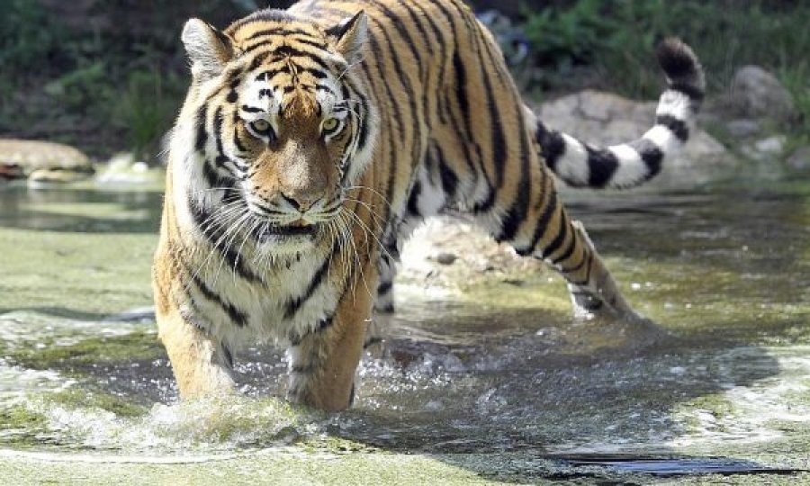 Tigri vret gruan në kopshtin zoologjik në Zvicër