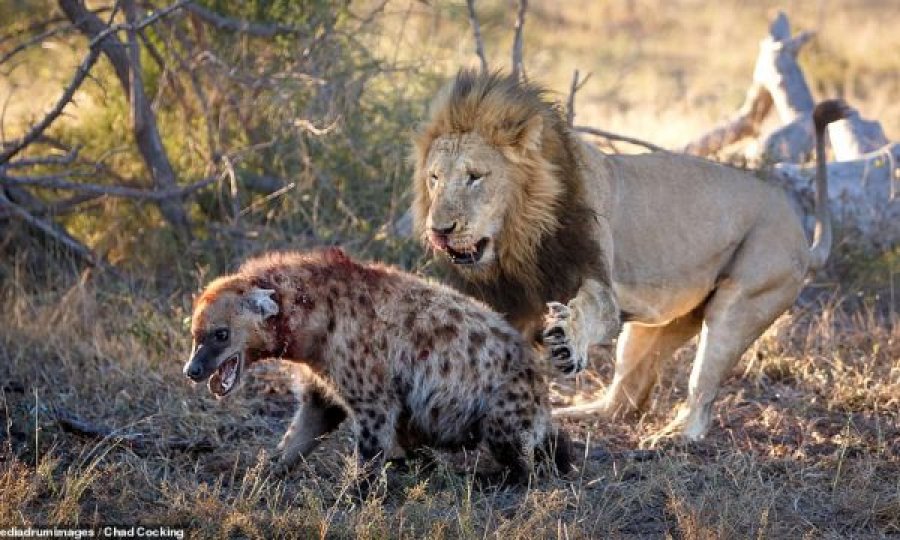 Momenti kur luani e bën “copë e thërrimë” hienën