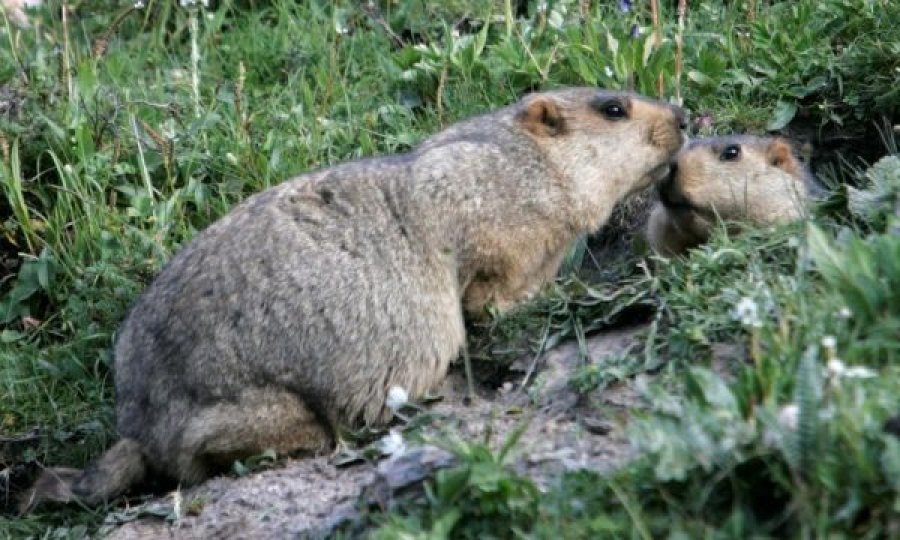 Rusia ndalon gjuajtjen e marmotit pas rasteve të murtajës në Mongoli e Kinë