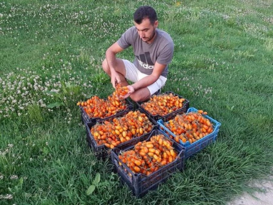 Fermeri i vetëm në Shqipëri që kultivoi gabimisht domaten me çmimin marramendës
