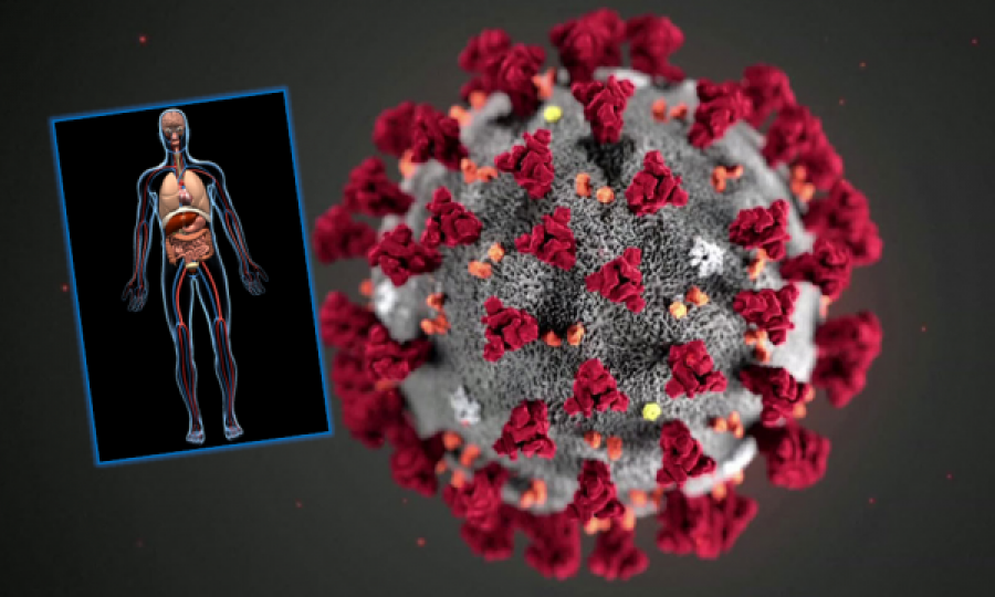  Shkencëtarët amerikanë: Koronavirusi e dëmton tërë trupin, jo vetëm mushkëritë 