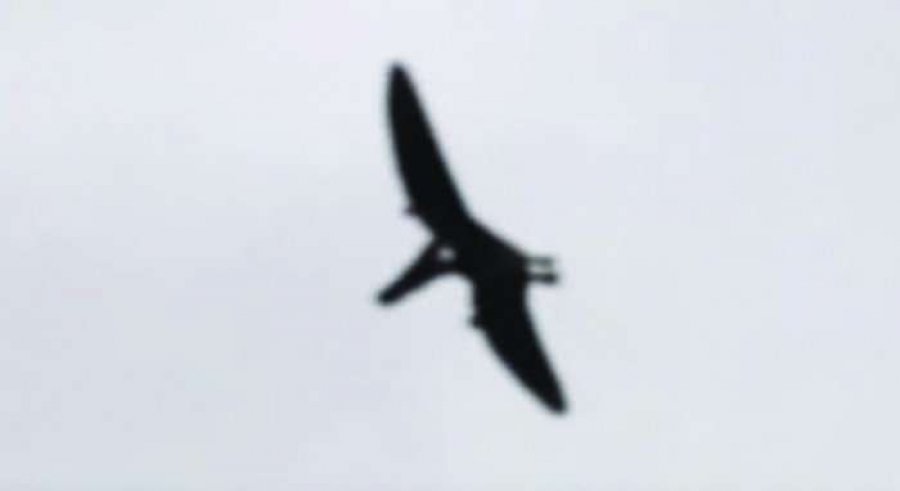 Fotografohet një pterosaur mbi Ajdaho 