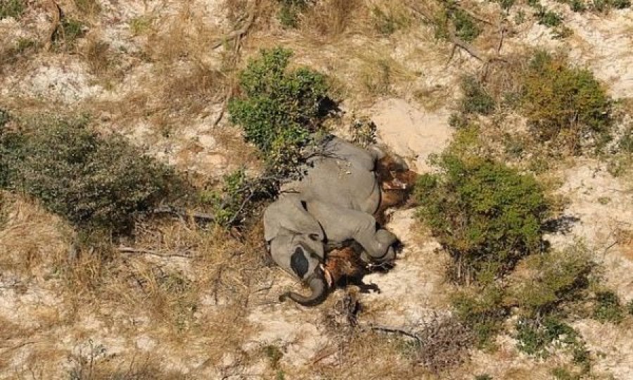  Shkencëtarët ngrenë alarmin: Pas katastrofës së elefantëve në Afrikë qëndron një virus i ri 