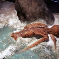 Mallkimet më të mëdha që e përcjellin racën njerëzore