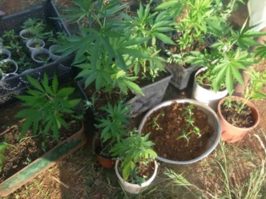 Shtetasi i Kosovës dhe i Shqipërisë mbjellin 540 bimë narkotike në Kamenicë