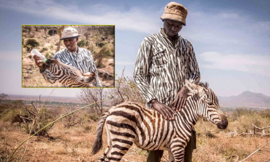 Prekëse: Kujdestari vishet bardhezi për t’ia plotësuar mungesën e nënës zebrës jetime