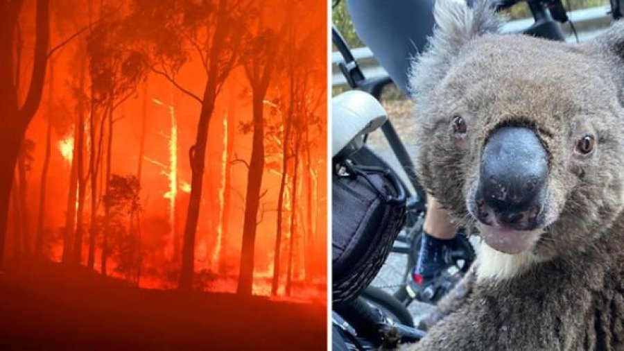 Prekëse: Rreth 3 miliardë kafshë janë prekur nga zjarret e mëdha në Australi