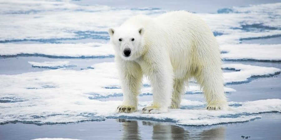 Arinjtë polarë rrezikojnë të zhduken deri në vitin 2100