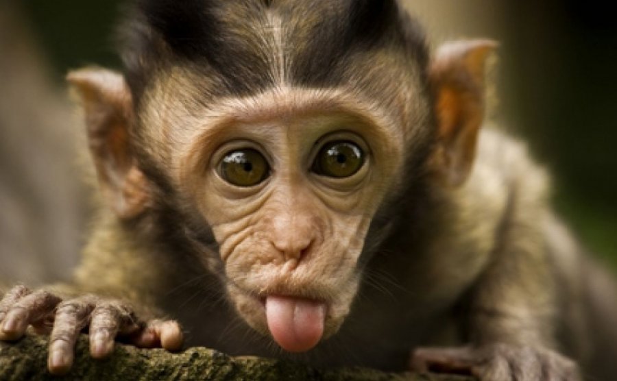 Majmunët mund të flasin si paraardhësit tanë? 