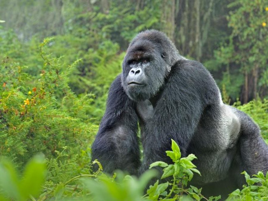 Dënohet me 11 vjet burg për vrasjen e një gorille