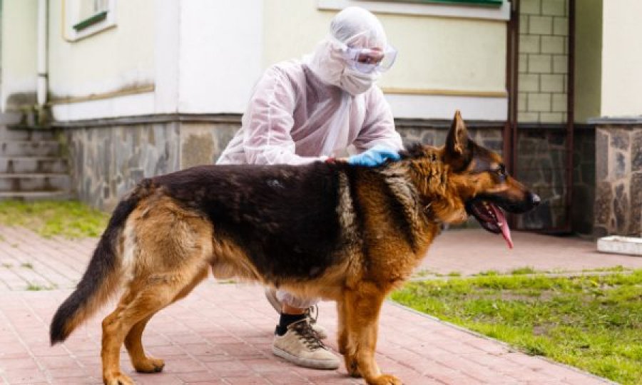 Ngordh qeni i parë që rezultoi pozitiv me Coronavirus në SHBA, rasti i tij ngre shumë pikëpyetje