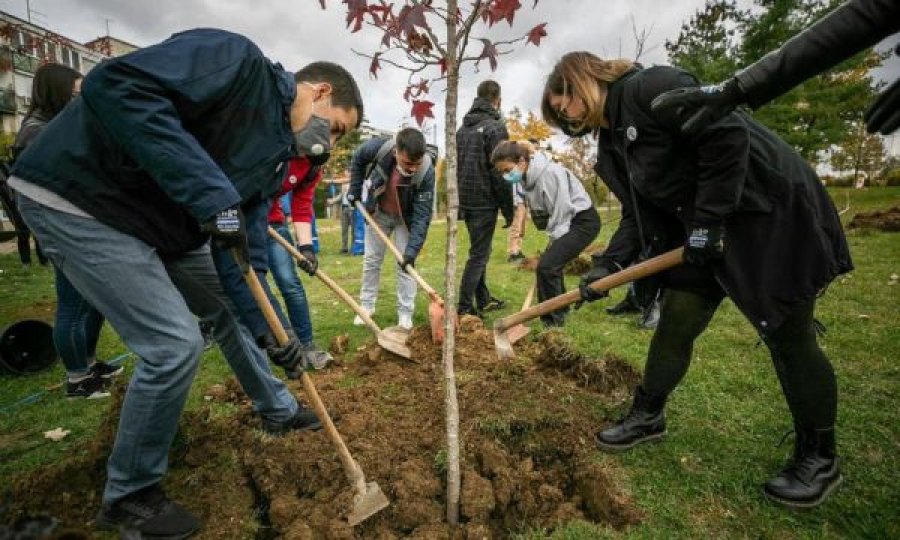 “Bëhu mik i Prishtinës”, mbillen drunj të rinj në kryeqytet 