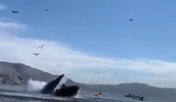 Tmerruese: Momenti kur balena “gungaçe” tenton të gëlltisë dy gra
