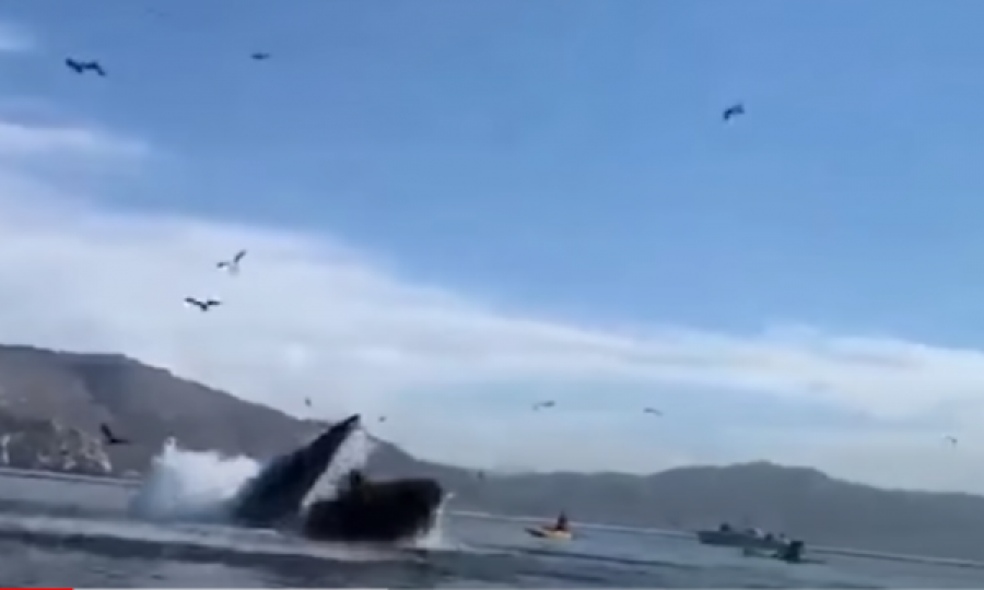 Tmerruese: Momenti kur balena “gungaçe” tenton të gëlltisë dy gra