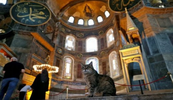 Ngordh macja e famshme e Xhamisë Ajasofja