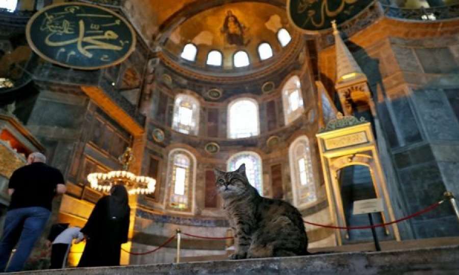 Ngordh macja e famshme e Xhamisë Ajasofja