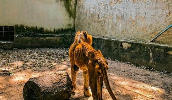 Brenda kopshtit të ferrit: Kockë e lëkurë, pamje të luanit që po tmerron botën
