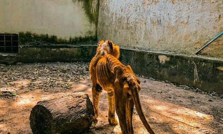 Brenda kopshtit të ferrit: Kockë e lëkurë, pamje të luanit që po tmerron botën