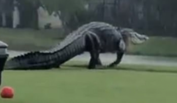 “Duket si dinozaur”, aligatori gjigant frikëson banorët 