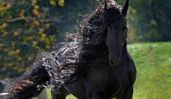 Njihuni me kalin më të bukur dhe më të shtrenjtë në botë