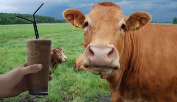Amerikanët besojnë se qumështi i çokollatës vjen nga lopët kafe