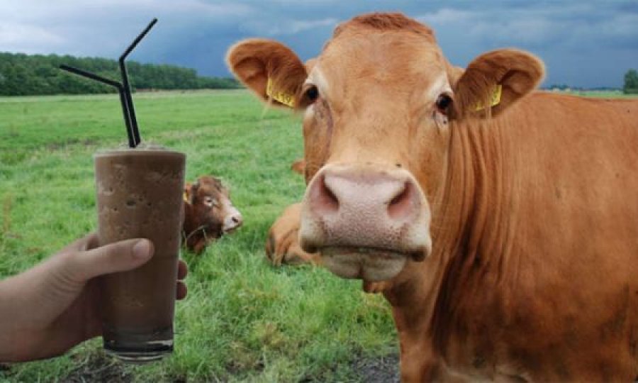 Amerikanët besojnë se qumështi i çokollatës vjen nga lopët kafe