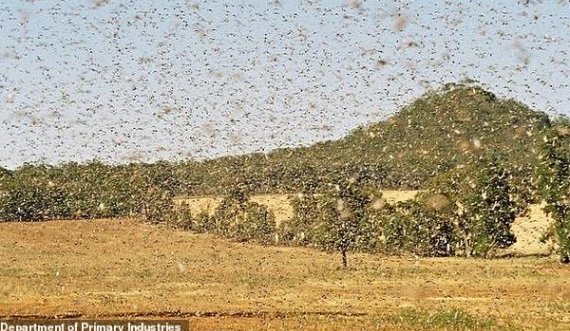 Në këtë vend përhapen një numër i madh i karkalecave