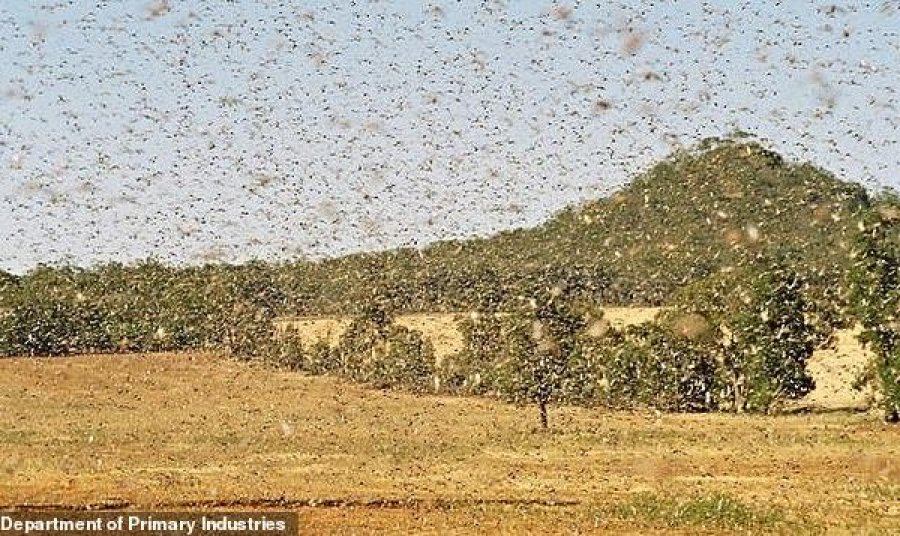 Thatësia në perëndim të ShBA-së sjell edhe një problem – karkalecat