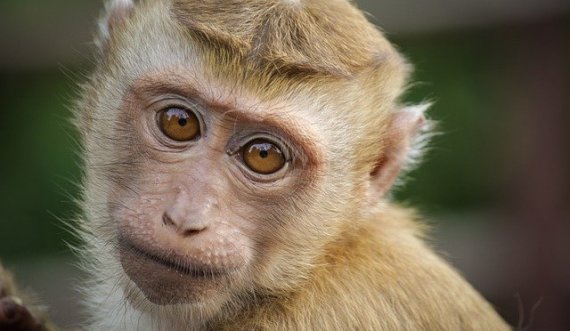 Injektuan gjene njerëzore në trurin e majmunëve, rezultati është i frikshëm