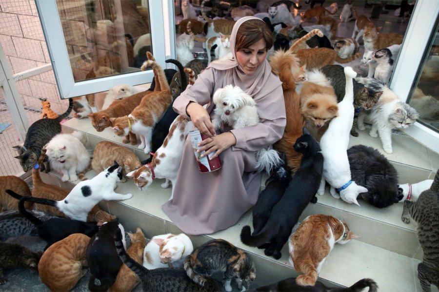 Kjo është gruaja që jeton me 500 mace dhe qen