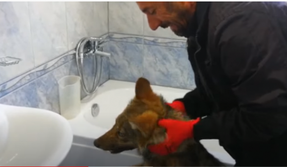 Ujku i futet kosovarit në shtëpi, momenti kur nxirret jashtë(VIDEO)