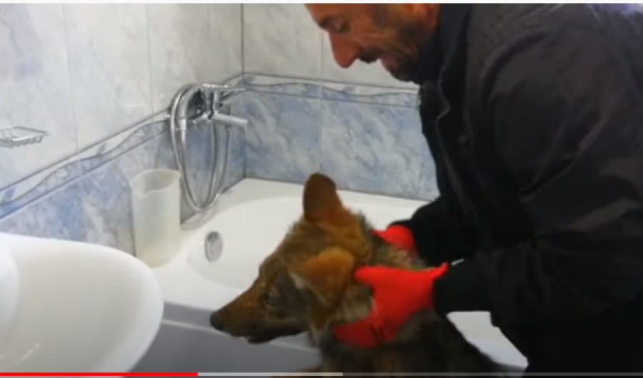 Ujku i futet kosovarit në shtëpi, momenti kur nxirret jashtë(VIDEO)