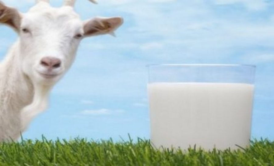 Përse qumështi i dhisë është kaq i shëndetshëm 