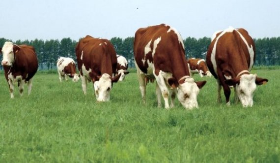 Rusët klonojnë lopët, qëllimi i shkencëtarëve është prodhimi i qumështit pa laktozë