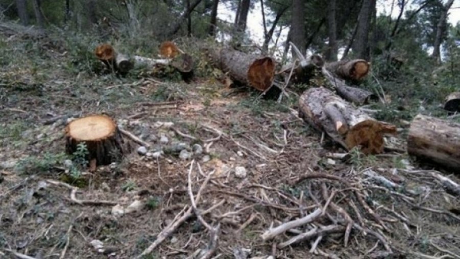 Shkoi për të prerë dru në pyll, vdes në rrethana të panjohura në Podujevë