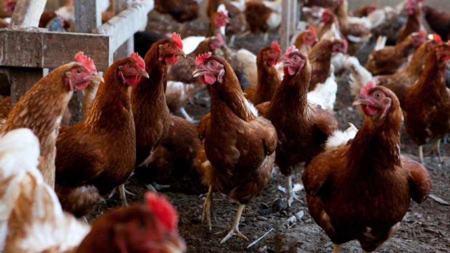 Ndahen 43 mijë euro për ndërtimin e një ferme të pulave në Burgun e Dubravës